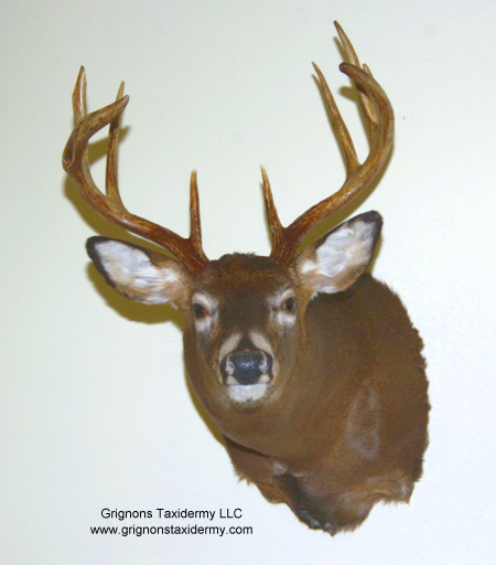 grignons taxidermy studio